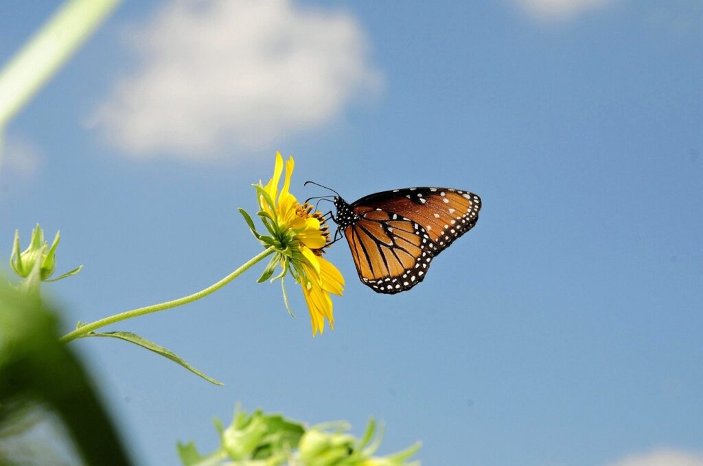 insect, entomology, butterfly-8806106.jpg